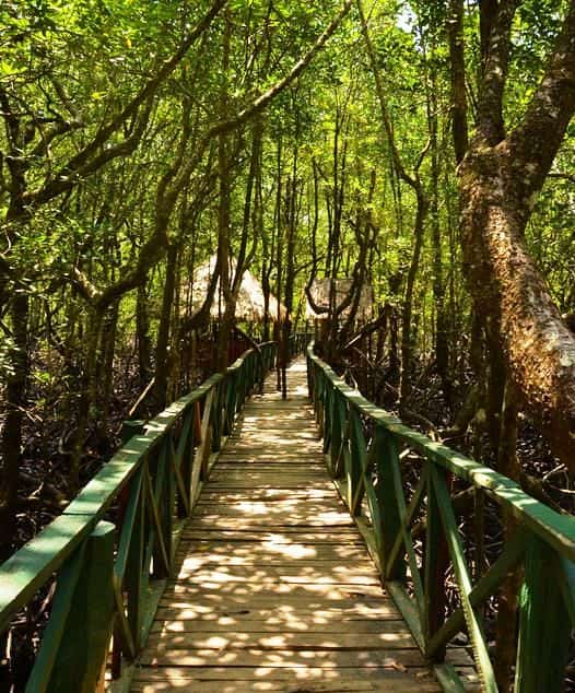 dhani nallah mangrove nature walk