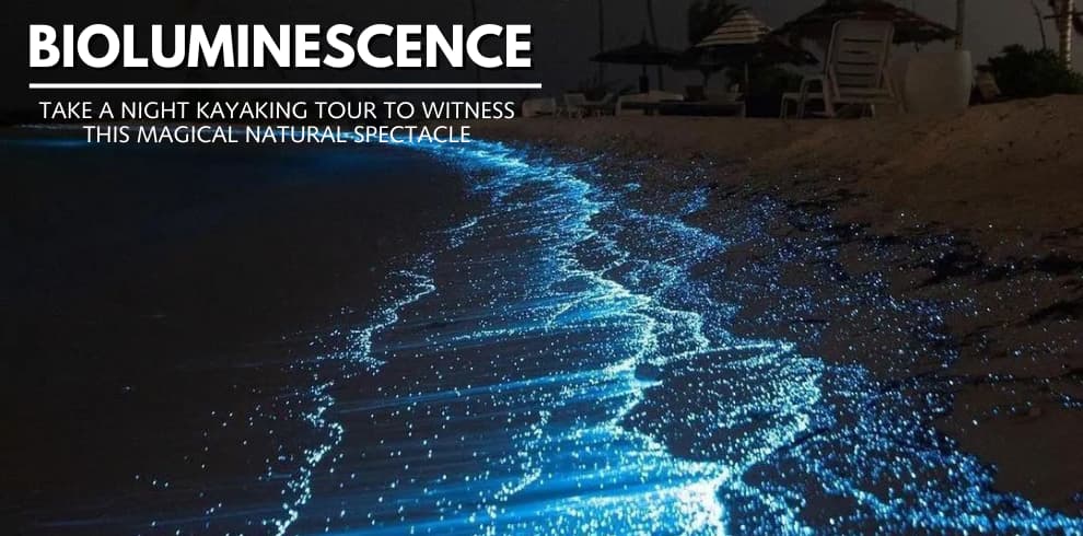 bioluminescence andaman