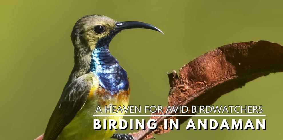 birding andaman