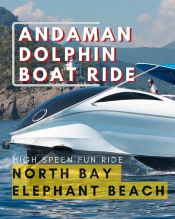 Andaman Dolphin