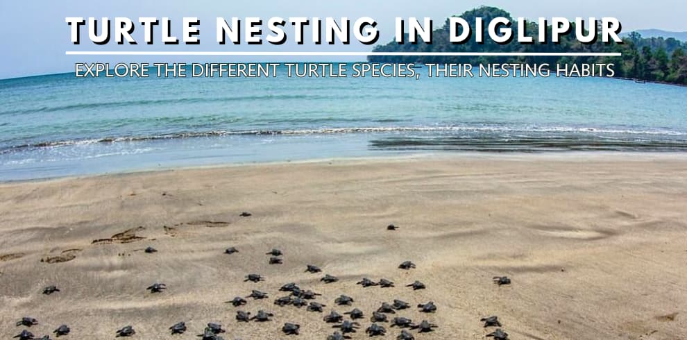 turtle nesting diglipur andaman