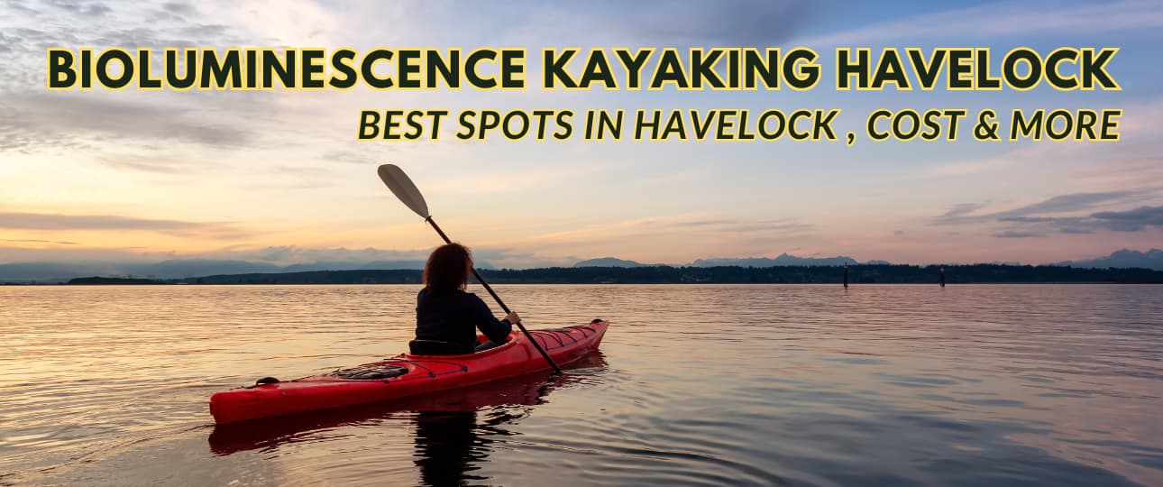 bioluminescence kayaking havelock