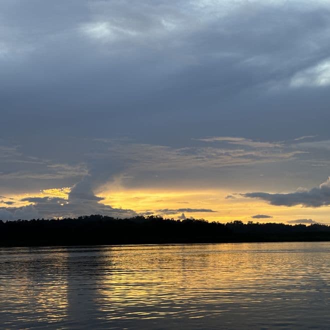 parrot island